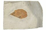 Fossil Hackberry (Celtis) Leaf - Montana #212411-1